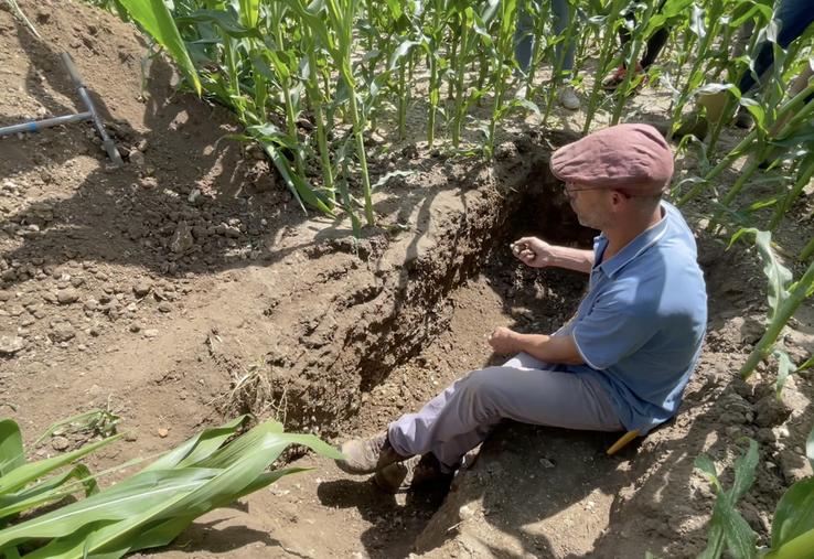 Denis Piron a creusé une fosse pédologique pour voir comment s'enracine la plante dans cette parcelle de maïs grain, semée le 30 avril après un couvert de phacélie et trèfle.